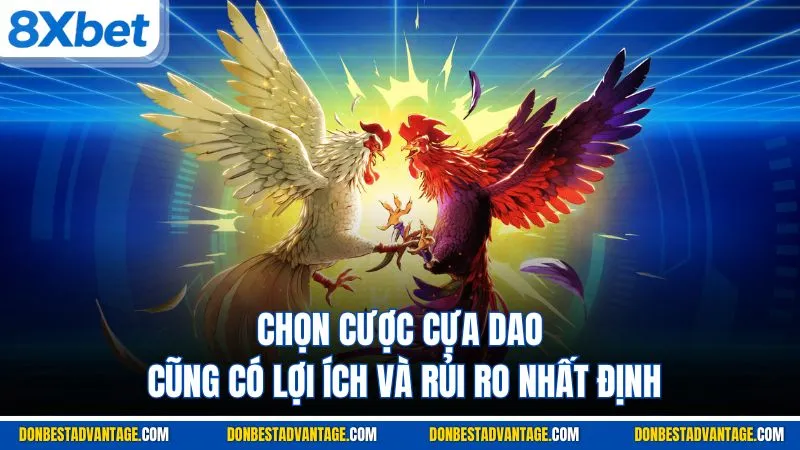 Chọn cược cựa dao cũng có lợi ích và rủi ro nhất định