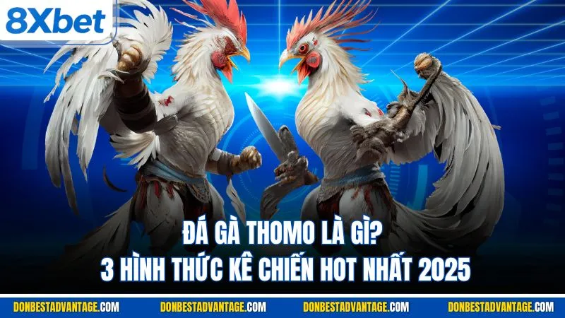 Đá Gà Thomo Là Gì