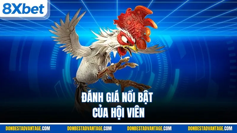 Đánh giá nổi bật của hội viên