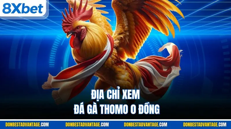 Địa chỉ xem đá gà Thomo 0 đồng