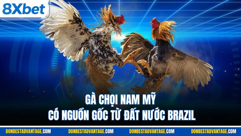 Gà Chọi Nam Mỹ - Tìm Hiểu Nguồn Gốc & Ưu Điểm Chi Tiết 2 Gà chọi Nam Mỹ có nguồn gốc từ đất nước Brazil