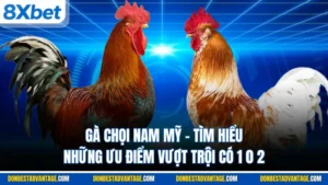 Gà Chọi Nam Mỹ
