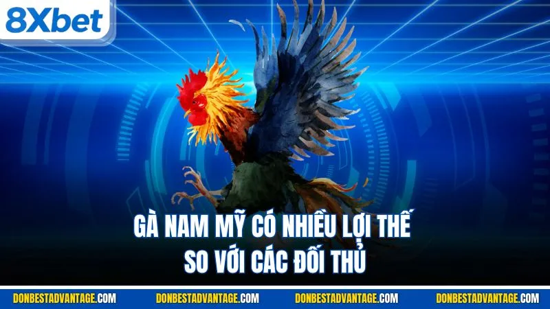 Gà Chọi Nam Mỹ - Tìm Hiểu Nguồn Gốc & Ưu Điểm Chi Tiết 4 Gà Nam Mỹ có nhiều lợi thế so với các đối thủ