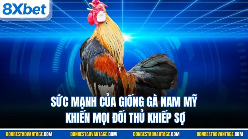 Gà Chọi Nam Mỹ - Tìm Hiểu Nguồn Gốc & Ưu Điểm Chi Tiết 3 Sức mạnh của giống gà Nam Mỹ khiến mọi đối thủ khiếp sợ