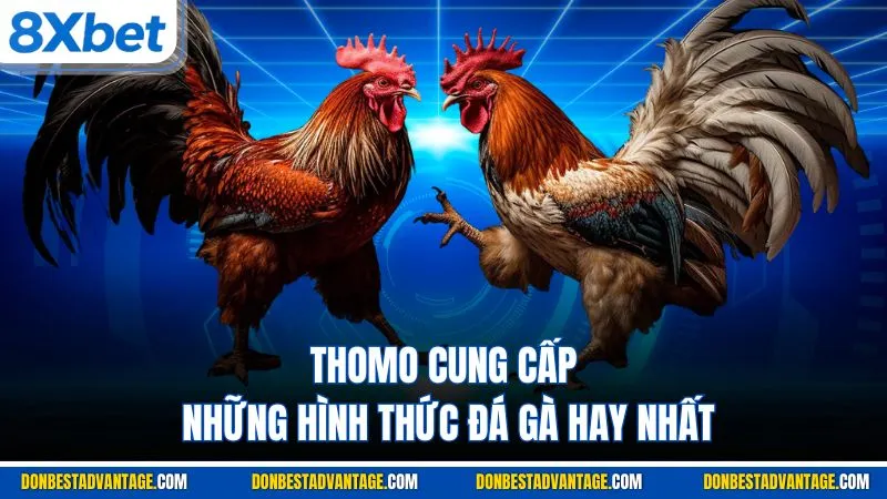 Thomo cung cấp những hình thức đá gà hay nhất