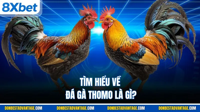 Tìm hiểu về đá gà Thomo là gì?
